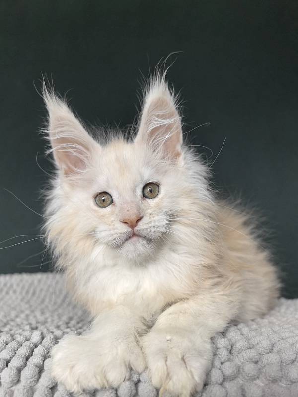 Lime Akbars (PET)(polydactyl) - Kitten maine-coon 2 months