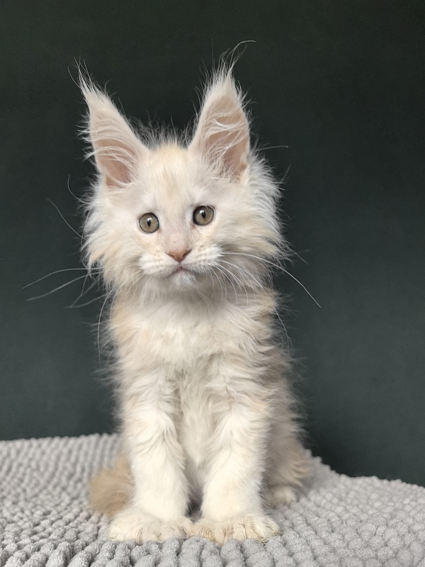 Lime Akbars (PET)(polydactyl) - Kitten maine-coon 2 months