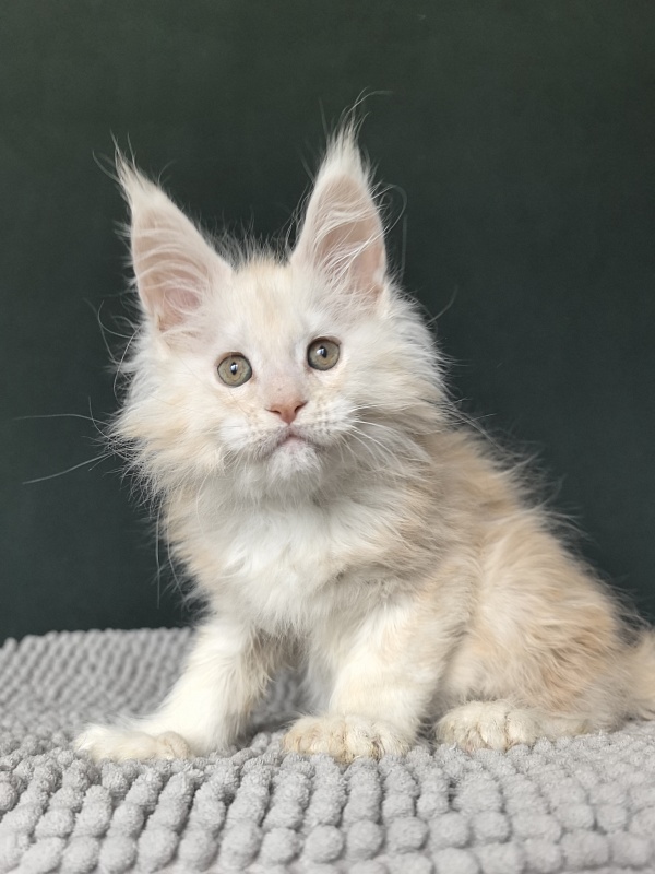 Lime Akbars (PET)(polydactyl) - Kitten maine-coon 2 months