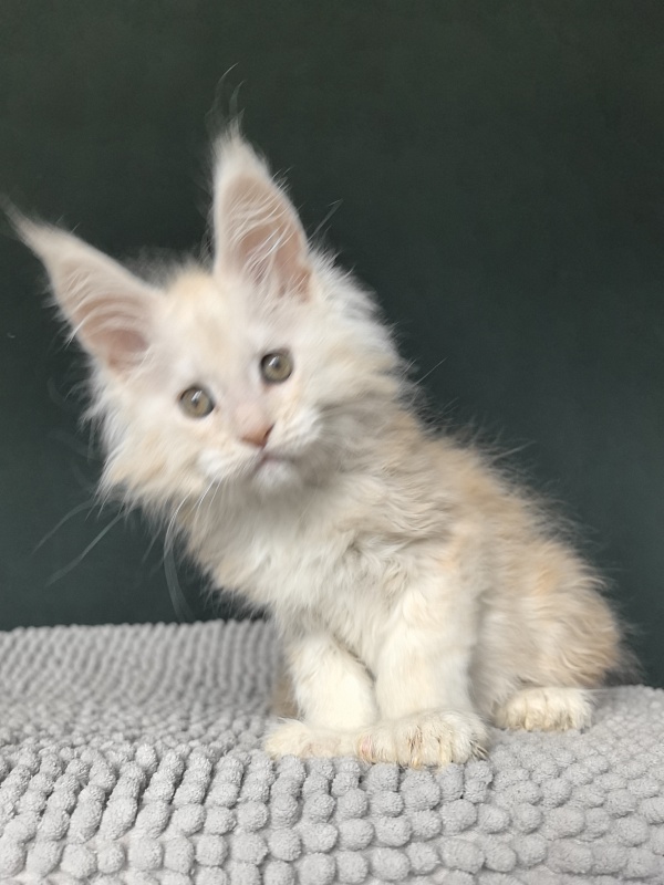 Lime Akbars (PET)(polydactyl) - Kitten maine-coon 2 months
