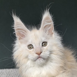 Lime Akbars (PET)(polydactyl)