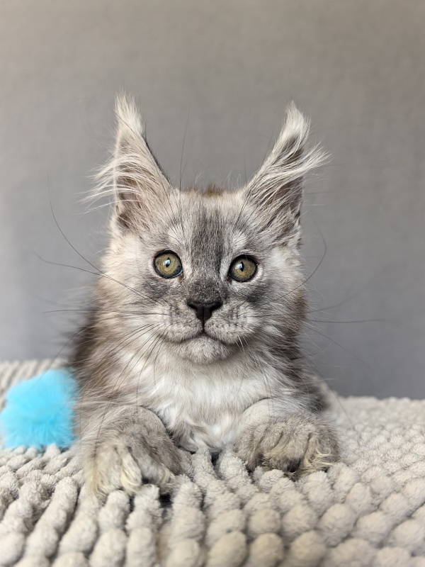 Nik Akbars - Kitten maine-coon 1 month 4 weeks