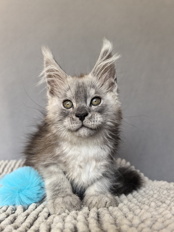 Nik Akbars - Kitten maine-coon 1 month 4 weeks