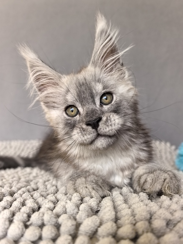 Nik Akbars - Kitten maine-coon 1 month 4 weeks