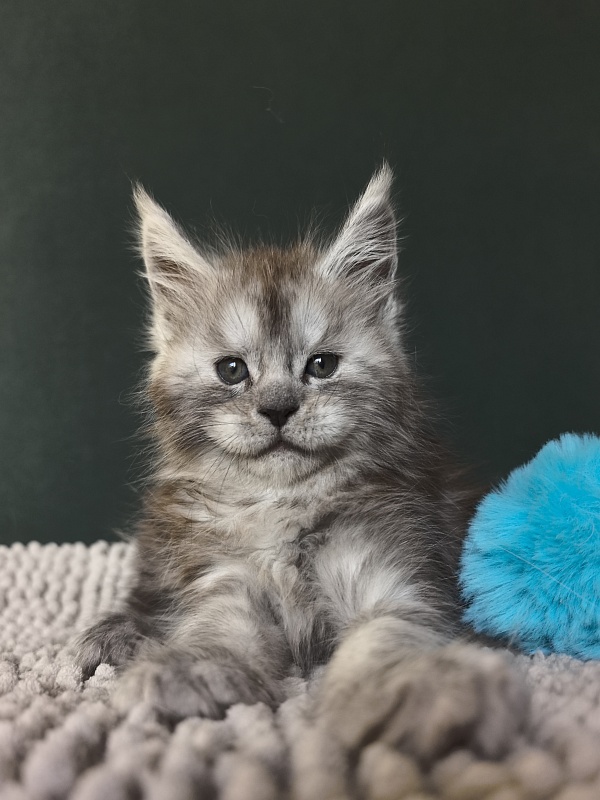 Nik Akbars - Kitten maine-coon 1 month 1.5 week