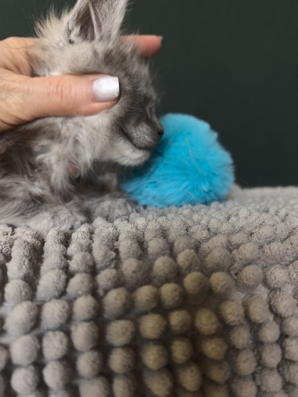 Nik Akbars - Kitten maine-coon 1 month 1.5 week