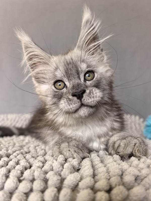 Nik Akbars - Kitten maine-coon 1 month 4 weeks
