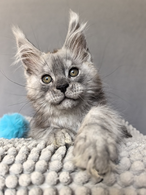 Nik Akbars - Kitten maine-coon 1 month 4 weeks