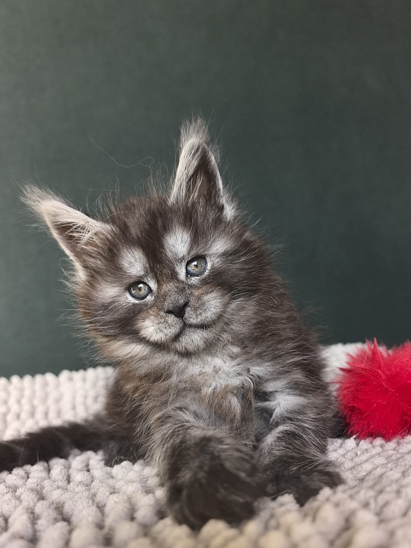 Nata Mimi  Akbars - Kitten maine-coon 1 month 1.5 week