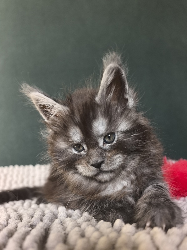Nata Mimi  Akbars - Kitten maine-coon 1 month 1.5 week