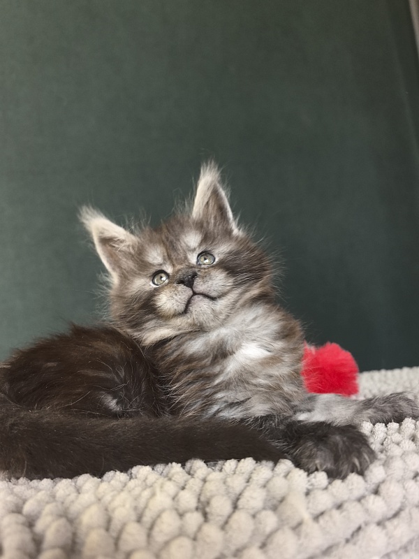 Nata Mimi  Akbars - Kitten maine-coon 1 month 1.5 week