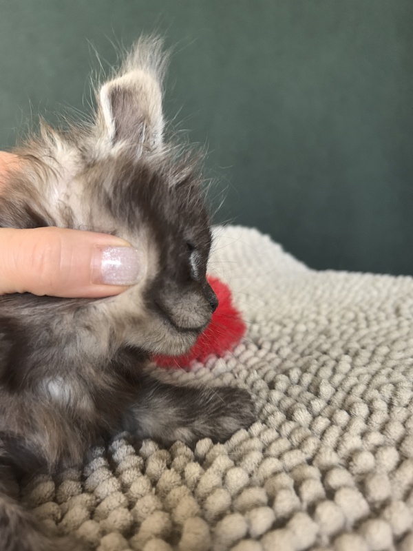 Nata Mimi  Akbars - Kitten maine-coon 1 month 1.5 week