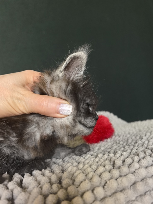 Nata Mimi  Akbars - Kitten maine-coon 1 month 1.5 week