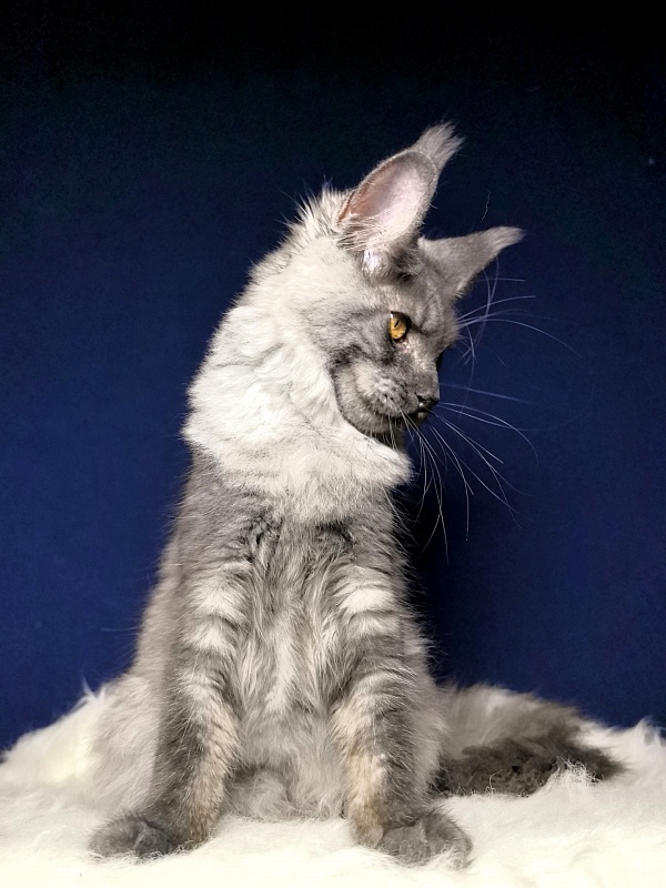 Neva Akbars - Kitten maine-coon 4 months 4 weeks