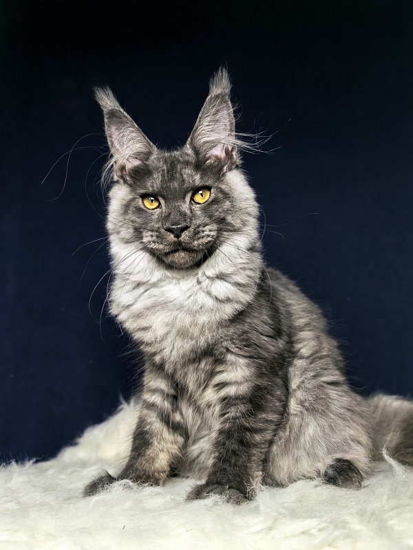 Neva Akbars - Kitten maine-coon 4 months 4 weeks