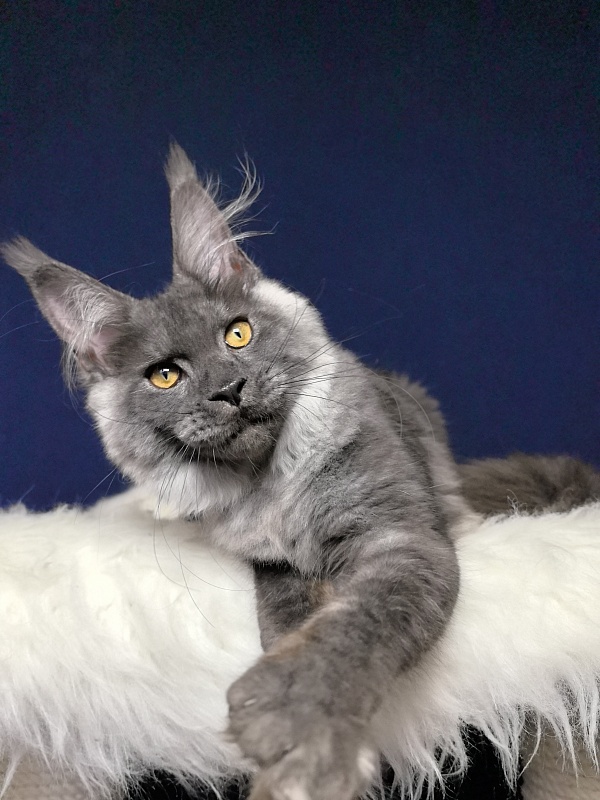 Neva Akbars - Kitten maine-coon 4 months 4 weeks
