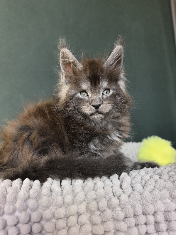Neva Akbars - Kitten maine-coon 1 month 1.5 week