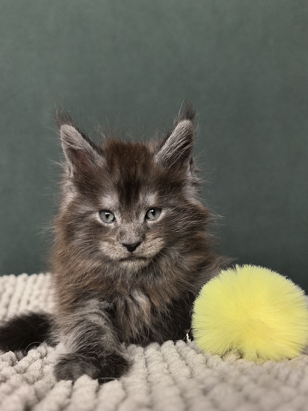 Neva Akbars - Kitten maine-coon 1 month 1.5 week