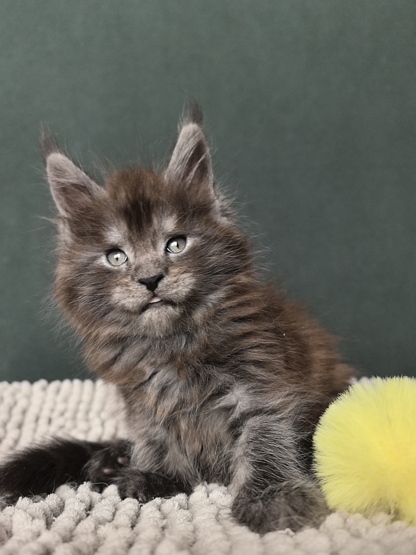 Neva Akbars - Kitten maine-coon 1 month 1.5 week