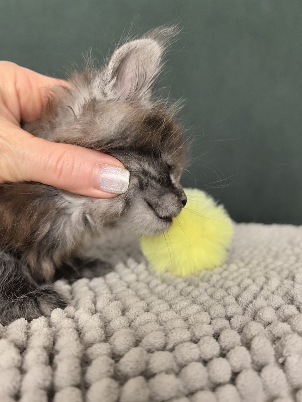 Neva Akbars - Kitten maine-coon 1 month 1.5 week