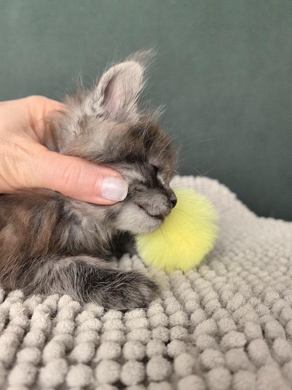 Neva Akbars - Kitten maine-coon 1 month 1.5 week
