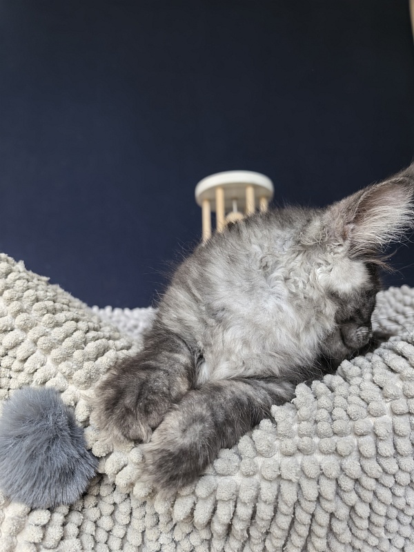 Mozart Akbars (polydactyl 55/66 - Kitten maine-coon 2 months 2.5 weeks