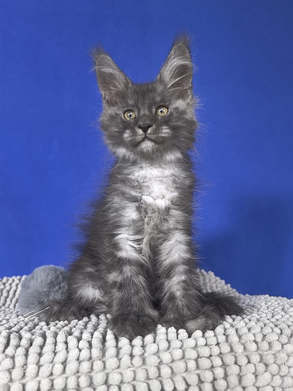 Mozart Akbars (polydactyl 55/66 - Kitten maine-coon 1 month 4 weeks