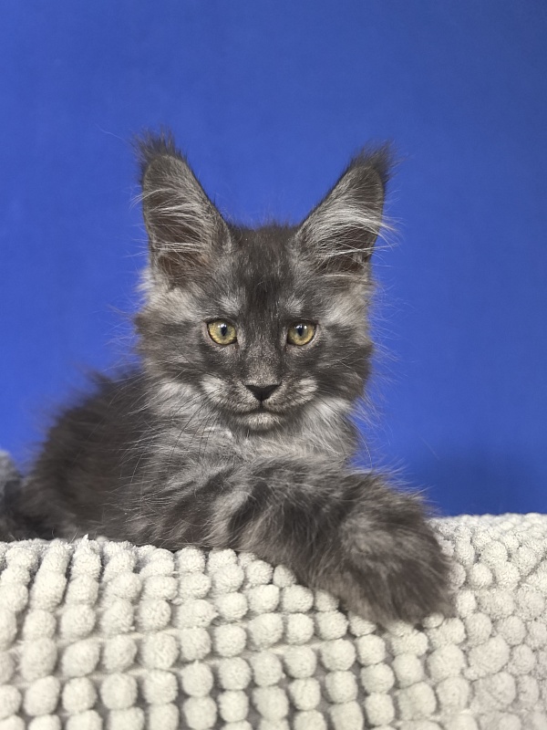 Mozart Akbars (polydactyl 55/66 - Kitten maine-coon 1 month 4 weeks