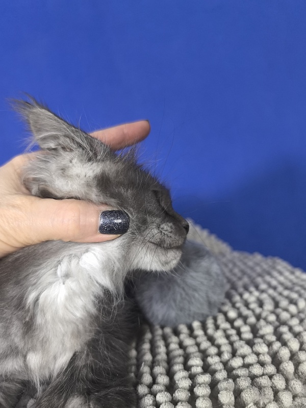 Mozart Akbars (polydactyl 55/66 - Kitten maine-coon 1 month 4 weeks