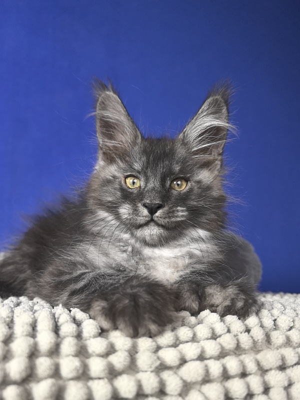 Mozart Akbars (polydactyl 55/66 - Kitten maine-coon 1 month 4 weeks