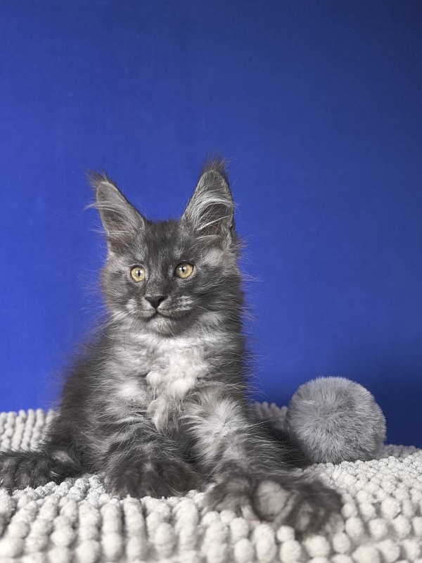 Mozart Akbars (polydactyl 55/66 - Kitten maine-coon 1 month 4 weeks