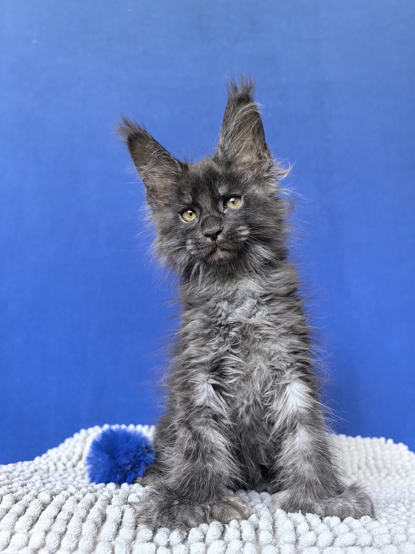 Mai Ling Akbars   (polydactyl 77/66) - Kitten maine-coon 1 month 4 weeks