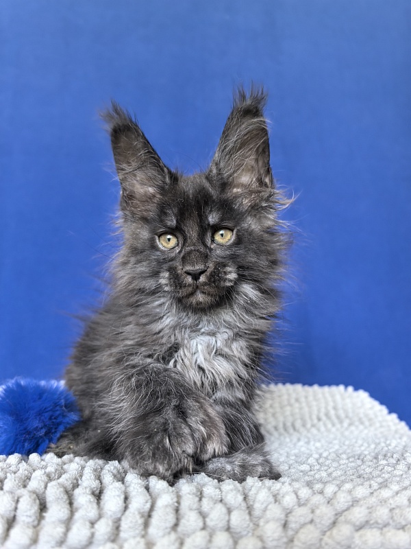 Mai Ling Akbars   (polydactyl 77/66) - Kitten maine-coon 1 month 4 weeks