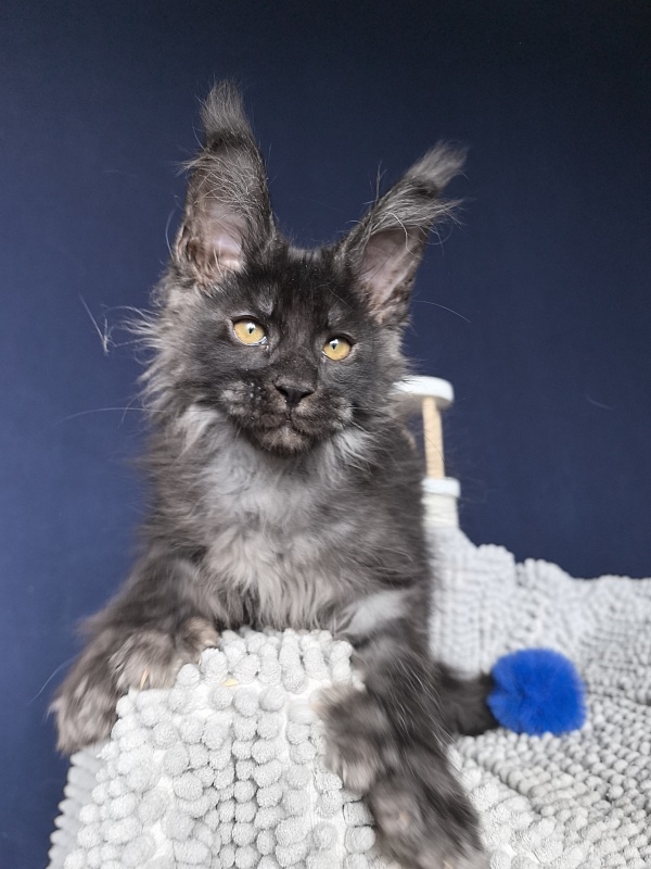 Mai Ling Akbars   (polydactyl 77/66) - Kitten maine-coon 2 months 3.5 weeks