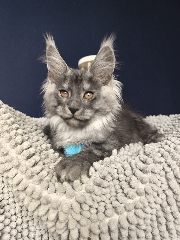 Shiva Sly Akbars - Kitten maine-coon 2 months 2 weeks