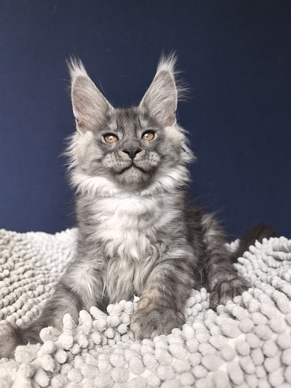 Shiva Sly Akbars - Kitten maine-coon 2 months 2 weeks