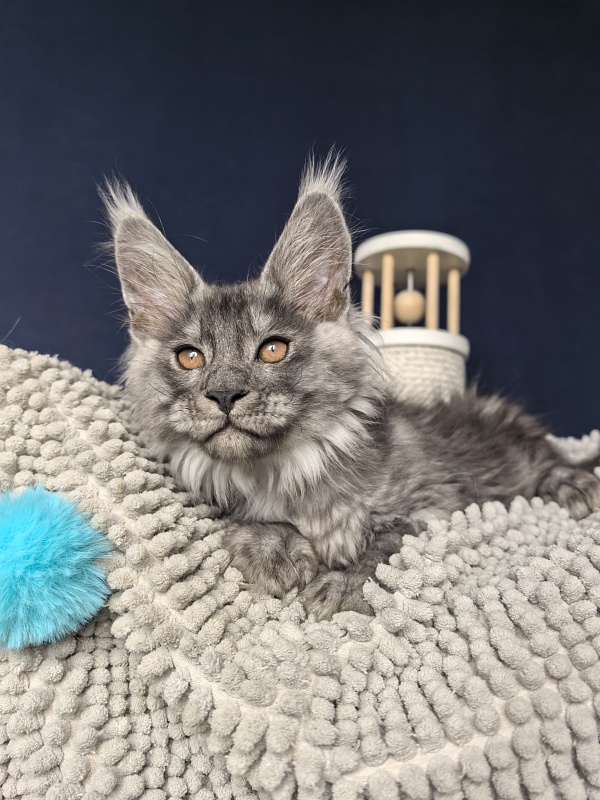 Shiva Sly Akbars - Kitten maine-coon 2 months 2 weeks