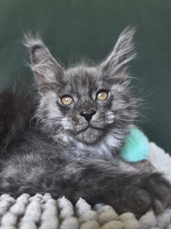 Shiva Sly Akbars - Kitten maine-coon 1 month 4 weeks