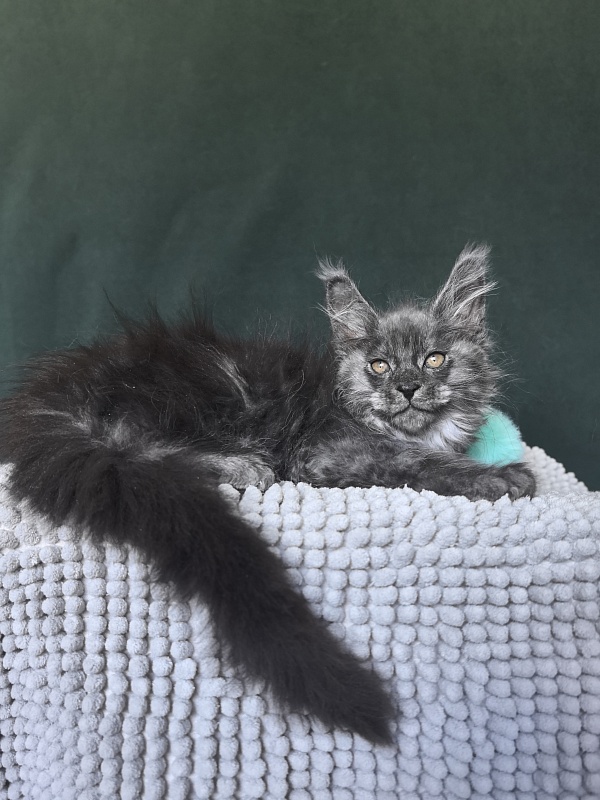 Shiva Sly Akbars - Kitten maine-coon 1 month 4 weeks