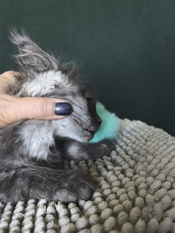 Shiva Sly Akbars - Kitten maine-coon 1 month 4 weeks
