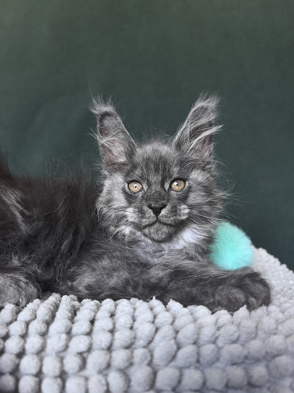 Shiva Sly Akbars - Kitten maine-coon 1 month 4 weeks
