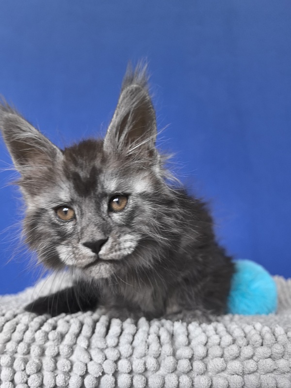 Sven Sly  Akbars - Kitten maine-coon 1 month 4 weeks