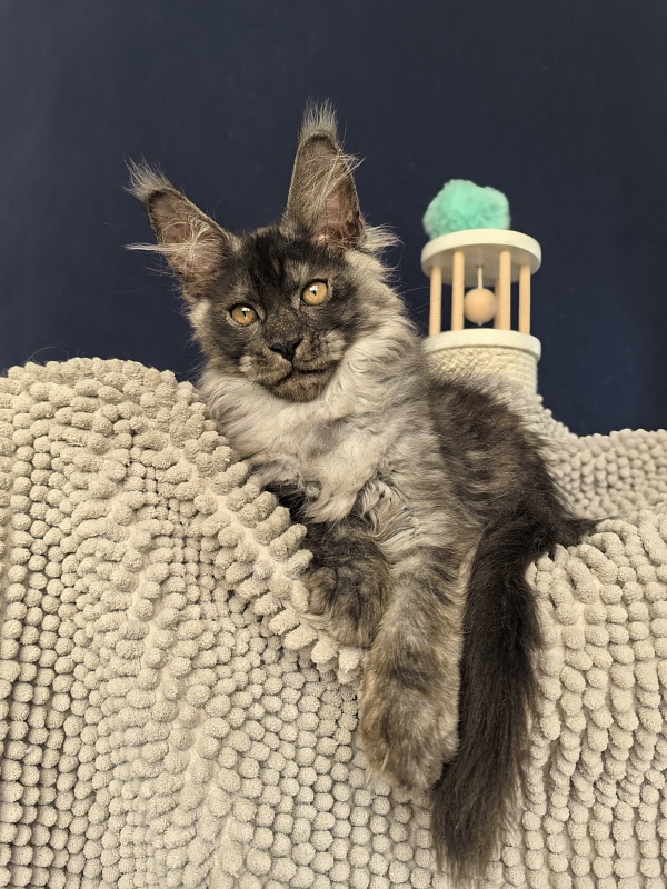 Sven Sly  Akbars - Kitten maine-coon 2 months 3 weeks
