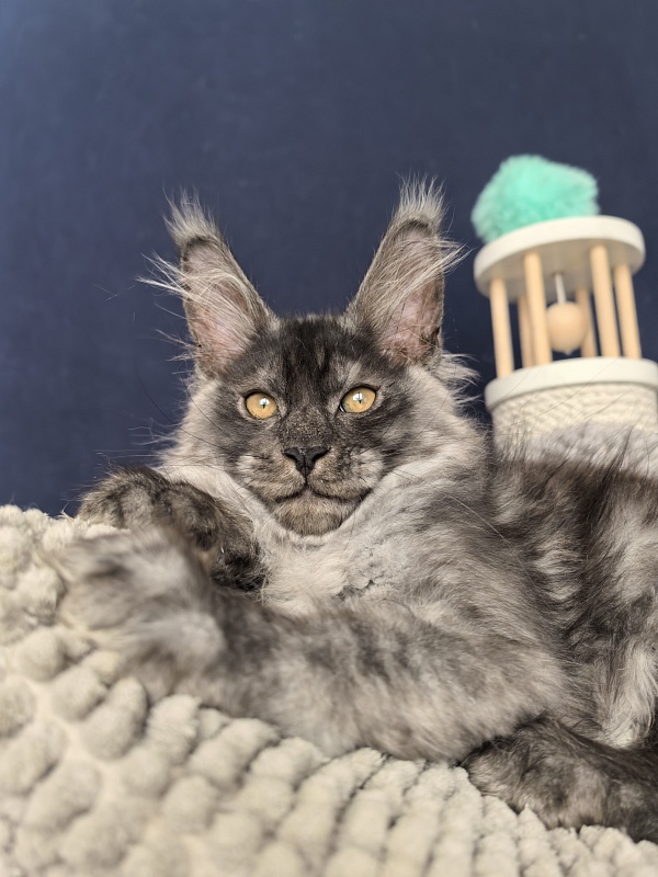 Sven Sly  Akbars - Kitten maine-coon 2 months 3 weeks
