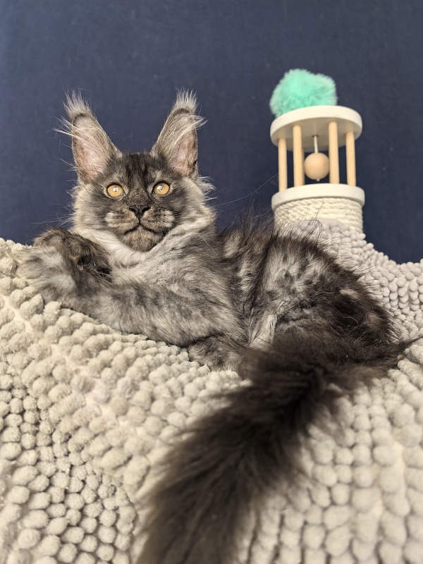 Sven Sly  Akbars - Kitten maine-coon 2 months 3 weeks
