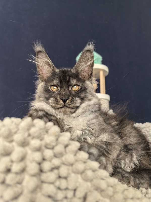 Sven Sly  Akbars - Kitten maine-coon 2 months 3 weeks