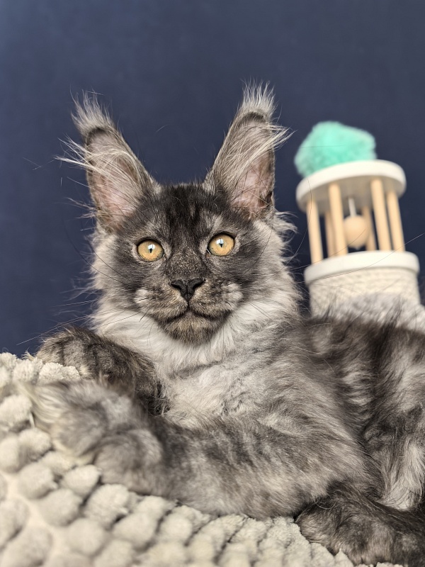 Sven Sly  Akbars - Kitten maine-coon 2 months 3 weeks