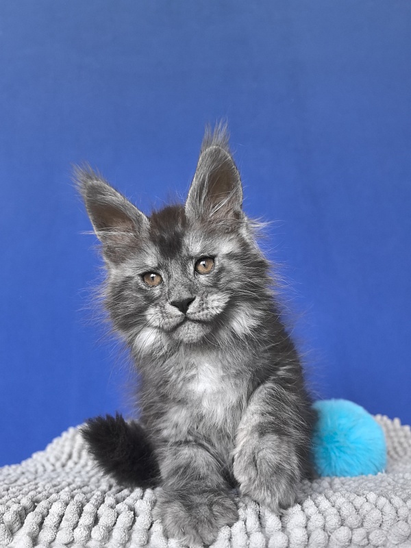 Sven Sly  Akbars - Kitten maine-coon 1 month 4 weeks