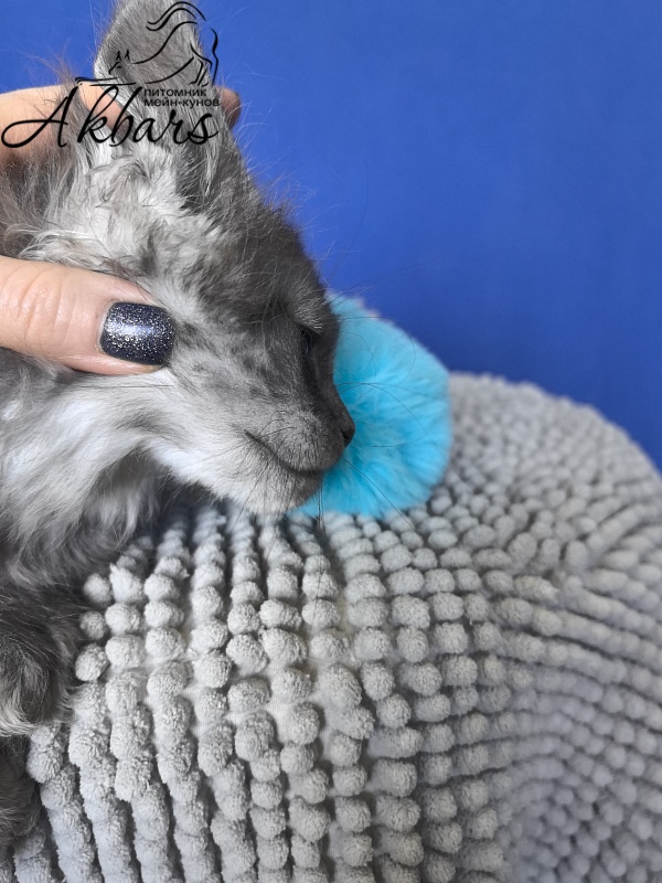 Sven Sly  Akbars - Kitten maine-coon 1 month 4 weeks