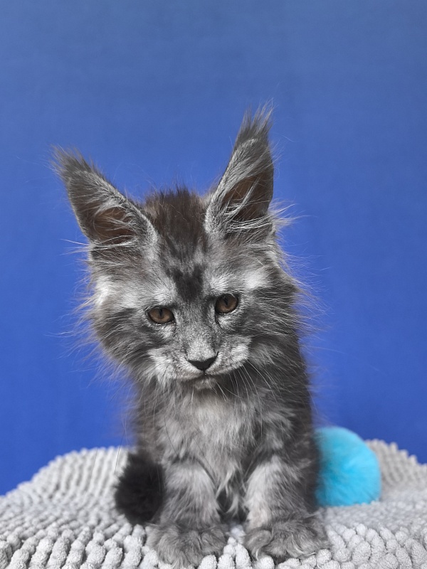 Sven Sly  Akbars - Kitten maine-coon 1 month 4 weeks